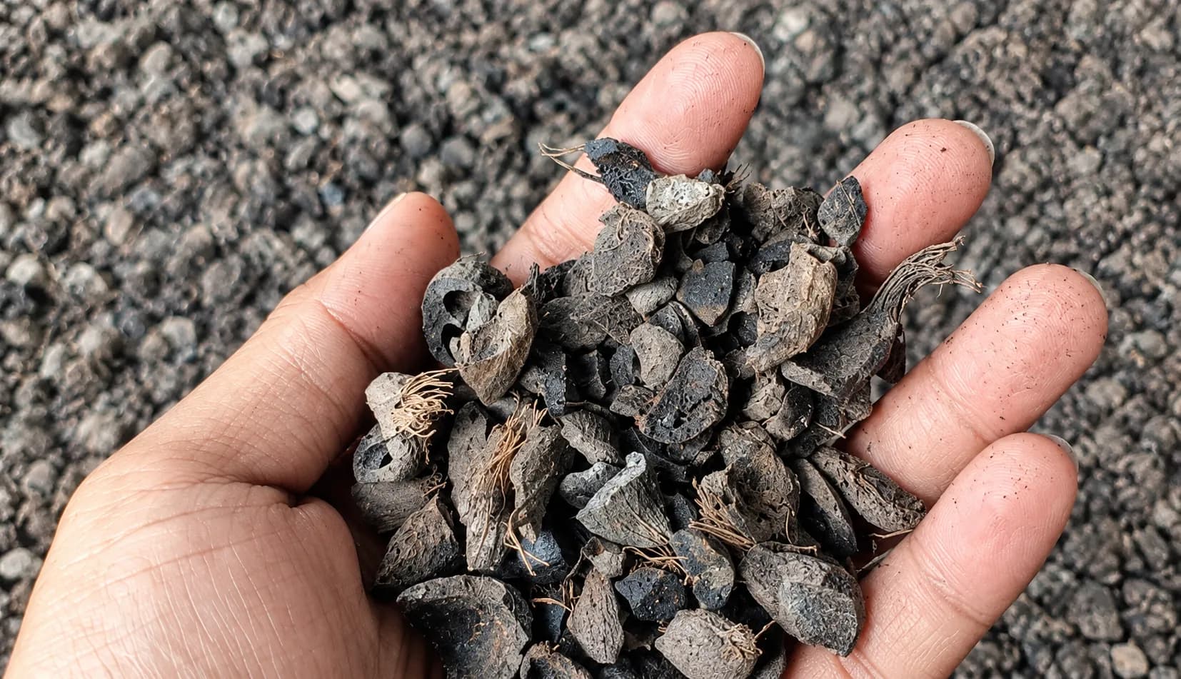 Cangkang sawit untuk bahan bakar industri